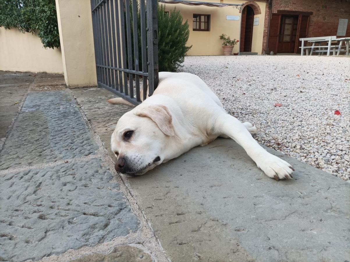 Podere Il Belvedere Su Cortona Castiglion Fiorentino Exteriör bild